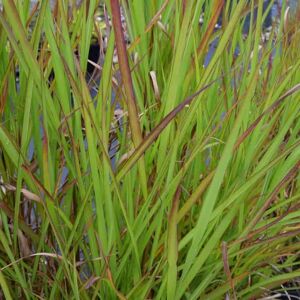 Miscanthus sinensis 'Malepartus' ---